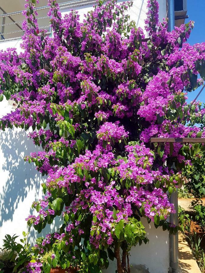Apartmán Nena 2 Sukošan Exteriér fotografie